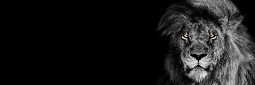 lion header